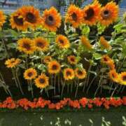 ヒメ日記 2025/09/29 11:41 投稿 さくらこ 乱入痴女倶楽部