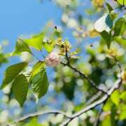 ヒメ日記 2025/05/09 17:01 投稿 ころん 櫻女学院