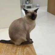 ヒメ日記 2025/09/14 13:21 投稿 ころん 櫻女学院