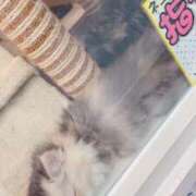 ヒメ日記 2025/01/04 14:35 投稿 かやこ 横浜人妻花壇本店