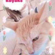 ヒメ日記 2025/01/30 09:55 投稿 かやこ 横浜人妻花壇本店