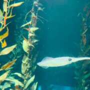 ヒメ日記 2025/07/21 22:50 投稿 相沢まのん 皇帝別館（こうていべっかん）