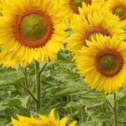 ヒメ日記 2025/05/05 00:52 投稿 すみれ イエスグループ熊本 TSUBAKI(ツバキ)