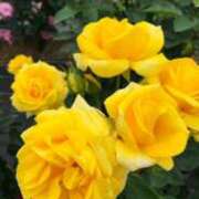 ヒメ日記 2025/05/18 22:06 投稿 すみれ イエスグループ熊本 TSUBAKI(ツバキ)