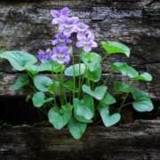 ヒメ日記 2025/05/31 22:22 投稿 すみれ イエスグループ熊本 TSUBAKI(ツバキ)