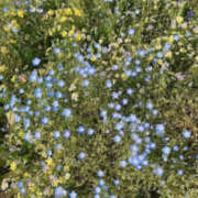 ヒメ日記 2026/03/28 07:39 投稿 神谷えま 大人のエッチなエステ