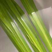 ヒメ日記 2025/05/06 11:36 投稿 ゆめ One More 奥様　西船橋店