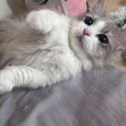 ヒメ日記 2025/11/22 14:27 投稿 くるみ ピュアコス学園