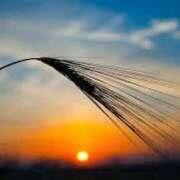 ヒメ日記 2025/08/19 17:15 投稿 ひな 超密着癒し性感メンズエステ(米沢)