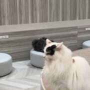 ヒメ日記 2024/12/13 23:05 投稿 舞桜（まお） NOA（ノア）