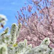 ヒメ日記 2025/03/30 09:33 投稿 ともか クラブレア南大阪