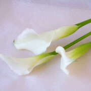 ヒメ日記 2026/01/27 15:10 投稿 ともか クラブレア南大阪