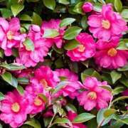 ヒメ日記 2026/01/27 18:41 投稿 ともか クラブレア南大阪