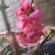 ヒメ日記 2026/02/04 10:01 投稿 ともか クラブレア南大阪