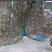 ヒメ日記 2026/02/17 10:01 投稿 ともか クラブレア南大阪