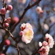 ヒメ日記 2026/02/18 15:10 投稿 ともか クラブレア南大阪