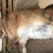 ヒメ日記 2024/12/15 05:10 投稿 土田 MadameRest(マダムレスト)