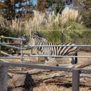 ヒメ日記 2025/03/10 13:05 投稿 土田 MadameRest(マダムレスト)