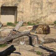 ヒメ日記 2025/03/19 04:36 投稿 土田 MadameRest(マダムレスト)