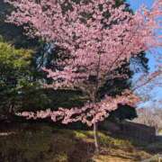 ヒメ日記 2025/03/28 09:54 投稿 土田 MadameRest(マダムレスト)