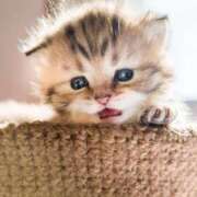 ヒメ日記 2025/04/07 13:33 投稿 土田 MadameRest(マダムレスト)