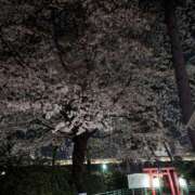 ヒメ日記 2025/04/08 04:59 投稿 土田 MadameRest(マダムレスト)