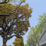 ヒメ日記 2025/04/20 03:21 投稿 土田 MadameRest(マダムレスト)