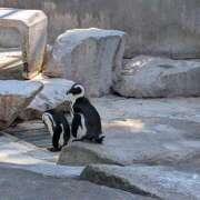 ヒメ日記 2025/05/14 03:41 投稿 土田 MadameRest(マダムレスト)