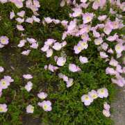 ヒメ日記 2025/05/14 08:53 投稿 土田 MadameRest(マダムレスト)