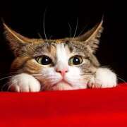 ヒメ日記 2025/11/22 16:48 投稿 土田 MadameRest(マダムレスト)