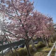 ヒメ日記 2026/03/04 10:31 投稿 ゆきの 素人妻御奉仕倶楽部Hip's取手店