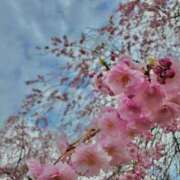 ヒメ日記 2025/05/08 16:01 投稿 アズ【STANDARD】 ROMANCE and GIRLS 盛岡