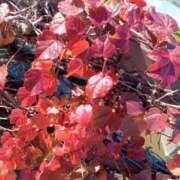 ヒメ日記 2025/12/19 13:02 投稿 蒼(あおい) 出張メンズエステ TORICO SPA 高知店