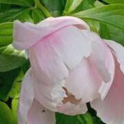 ヒメ日記 2025/12/19 21:45 投稿 蒼(あおい) 出張メンズエステ TORICO SPA 高知店