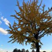 飛鳥 🍁🌳 シャングリラ