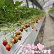 ヒメ日記 2025/04/02 12:31 投稿 かぐら 名古屋性感回春エステ エルミタージュ