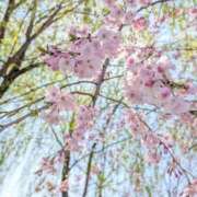 ヒメ日記 2025/04/05 14:08 投稿 かぐら 名古屋性感回春エステ エルミタージュ