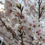 ヒメ日記 2026/04/03 13:30 投稿 かぐら 名古屋性感回春エステ エルミタージュ