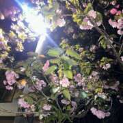 ヒメ日記 2025/04/18 21:32 投稿 もえ MAHARAJA(マハラジャ)千葉