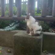 もえ 😭 MAHARAJA(マハラジャ)千葉