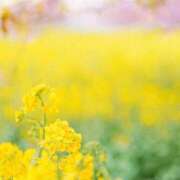 ヒメ日記 2026/03/11 22:17 投稿 里花(りか) 人妻出逢い会 百合の園 山の手本店