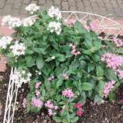 ヒメ日記 2024/12/26 12:13 投稿 かすみ チューリップ姫路店