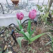 ヒメ日記 2025/02/02 15:57 投稿 かすみ チューリップ姫路店