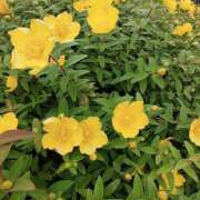 ヒメ日記 2025/02/23 20:02 投稿 かすみ チューリップ姫路店