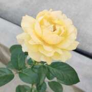 ヒメ日記 2025/03/03 16:50 投稿 かすみ チューリップ姫路店