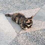 ヒメ日記 2025/03/13 07:34 投稿 かすみ チューリップ姫路店