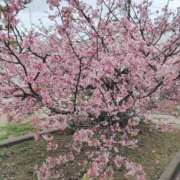 ヒメ日記 2025/03/27 14:50 投稿 かすみ チューリップ姫路店