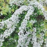 ヒメ日記 2025/04/03 07:50 投稿 かすみ チューリップ姫路店