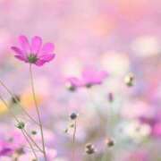 ヒメ日記 2025/03/21 21:00 投稿 ひな 京都ホテヘル倶楽部