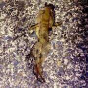 ヒメ日記 2025/07/23 18:33 投稿 ミリア 京都ホテヘル倶楽部